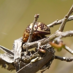 Paropsis pictipennis at Braemar, NSW - 22 Sep 2023