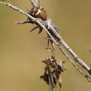 Paropsis pictipennis at Braemar, NSW - 22 Sep 2023