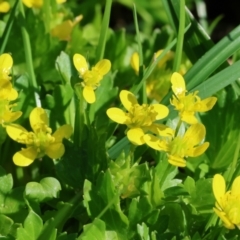 Ranunculus muricatus (Sharp Buttercup) at Bandiana, VIC - 17 Sep 2023 by KylieWaldon