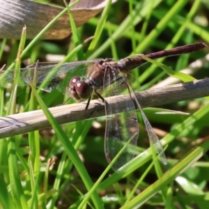 Diplacodes bipunctata at Bandiana, VIC - 17 Sep 2023 09:45 AM