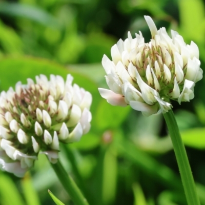 Trifolium repens (White Clover) at Killara, VIC - 17 Sep 2023 by KylieWaldon