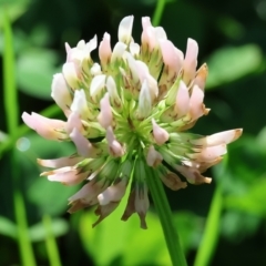 Trifolium repens at Killara, VIC - 17 Sep 2023 09:46 AM