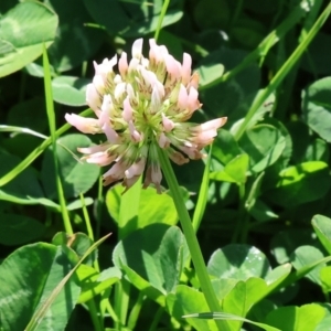 Trifolium repens at Killara, VIC - 17 Sep 2023 09:46 AM