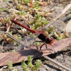 Diplacodes bipunctata (Wandering Percher) at Wodonga Regional Park - 16 Sep 2023 by KylieWaldon