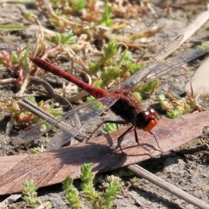 Diplacodes bipunctata at Bandiana, VIC - 17 Sep 2023 09:46 AM