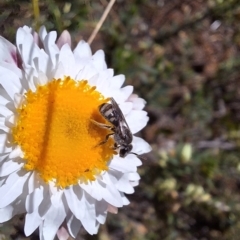 Lasioglossum (Chilalictus) sp. (genus & subgenus) (Halictid bee) at Majura, ACT - 22 Sep 2023 by JenniM