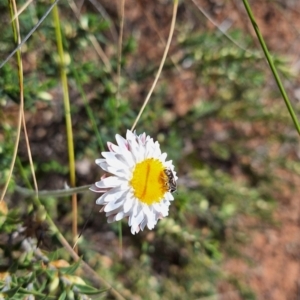 Lasioglossum (Chilalictus) sp. (genus & subgenus) at Majura, ACT - 22 Sep 2023 10:55 AM