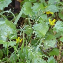 Ranunculus muricatus (Sharp Buttercup) at Wodonga - 16 Sep 2023 by KylieWaldon