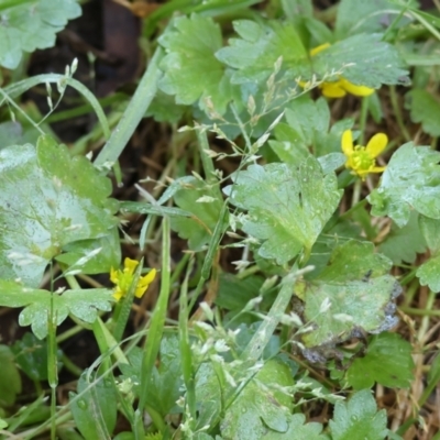 Ranunculus muricatus (Sharp Buttercup) at Wodonga - 16 Sep 2023 by KylieWaldon