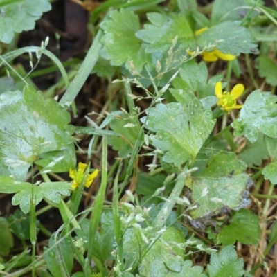 Ranunculus muricatus (Sharp Buttercup) at Wodonga Regional Park - 16 Sep 2023 by KylieWaldon