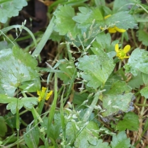 Ranunculus muricatus at Bandiana, VIC - 17 Sep 2023