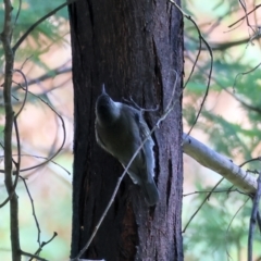 Cormobates leucophaea (White-throated Treecreeper) at Bandiana, VIC - 17 Sep 2023 by KylieWaldon