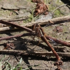 Diplacodes bipunctata (Wandering Percher) at Wodonga - 16 Sep 2023 by KylieWaldon