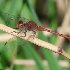 Diplacodes bipunctata (Wandering Percher) at Wodonga - 16 Sep 2023 by KylieWaldon