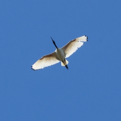 Threskiornis molucca (Australian White Ibis) at Bandiana, VIC - 17 Sep 2023 by KylieWaldon