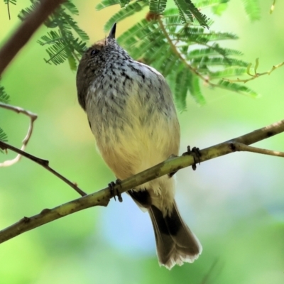 Acanthiza pusilla (Brown Thornbill) at Wodonga Regional Park - 17 Sep 2023 by KylieWaldon