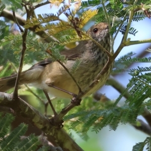 Acanthiza pusilla at Bandiana, VIC - 17 Sep 2023