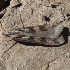 Unidentified Moth (Lepidoptera) at Wodonga - 17 Sep 2023 by KylieWaldon