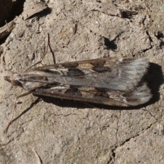 Nomophila corticalis (A Snout Moth) at Bandiana, VIC - 17 Sep 2023 by KylieWaldon