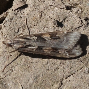 Nomophila corticalis at Bandiana, VIC - 17 Sep 2023 10:31 AM