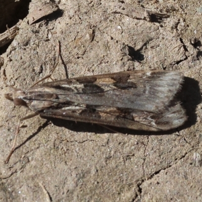 Nomophila corticalis (A Snout Moth) at Bandiana, VIC - 17 Sep 2023 by KylieWaldon