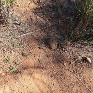 Poranthera microphylla at Majura, ACT - 22 Sep 2023 10:36 AM