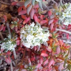 Poranthera microphylla at Majura, ACT - 22 Sep 2023 10:36 AM