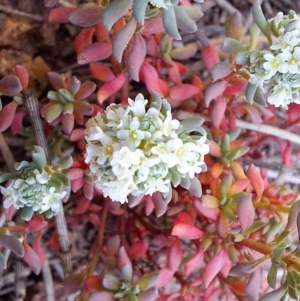 Poranthera microphylla at Majura, ACT - 22 Sep 2023 10:36 AM