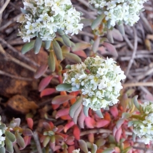 Poranthera microphylla at Majura, ACT - 22 Sep 2023 10:36 AM