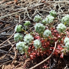 Poranthera microphylla at Majura, ACT - 22 Sep 2023 10:36 AM