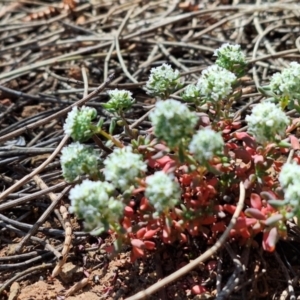 Poranthera microphylla at Majura, ACT - 22 Sep 2023