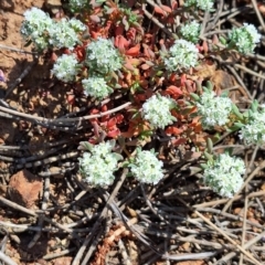 Poranthera microphylla at Majura, ACT - 22 Sep 2023