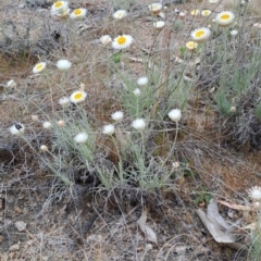 Leucochrysum albicans subsp. tricolor (Hoary Sunray) at Tuggeranong, ACT - 24 Sep 2023 by LPadg