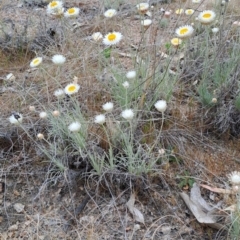 Leucochrysum albicans subsp. tricolor (Hoary Sunray) at Tuggeranong, ACT - 23 Sep 2023 by LPadg