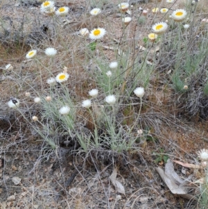 Leucochrysum albicans subsp. tricolor at Tuggeranong, ACT - 24 Sep 2023 09:00 AM