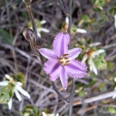 Thysanotus patersonii (Twining Fringe Lily) at Mount Majura - 21 Sep 2023 by JenniM