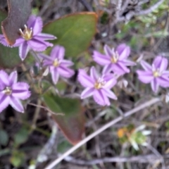 Thysanotus patersonii at Majura, ACT - 21 Sep 2023 10:51 AM