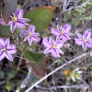 Thysanotus patersonii at Majura, ACT - 21 Sep 2023 10:51 AM