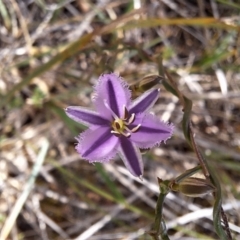 Thysanotus patersonii at Majura, ACT - 21 Sep 2023 10:51 AM