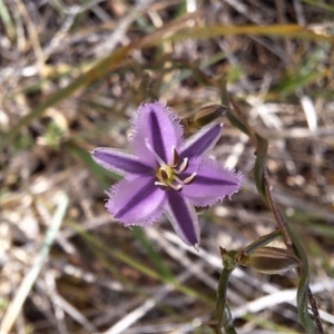 Thysanotus patersonii at Majura, ACT - 21 Sep 2023 10:51 AM