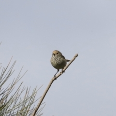 Acanthiza pusilla (Brown Thornbill) at Denman Prospect, ACT - 23 Sep 2023 by JimL