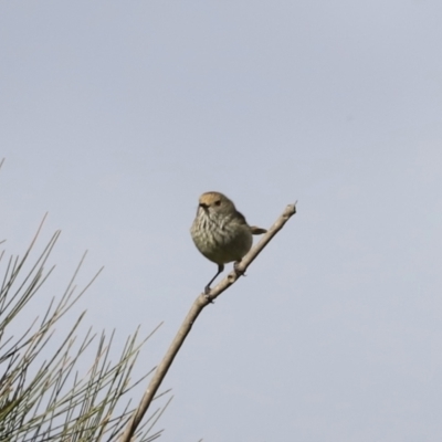 Acanthiza pusilla (Brown Thornbill) at Denman Prospect, ACT - 24 Sep 2023 by JimL