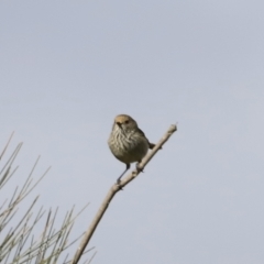 Acanthiza pusilla at Denman Prospect, ACT - 24 Sep 2023