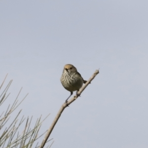 Acanthiza pusilla at Denman Prospect, ACT - 24 Sep 2023