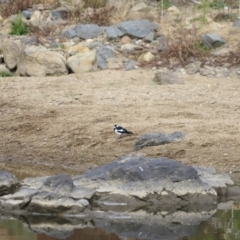 Grallina cyanoleuca (Magpie-lark) at Denman Prospect, ACT - 23 Sep 2023 by JimL