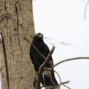 Strepera graculina at Denman Prospect, ACT - 24 Sep 2023