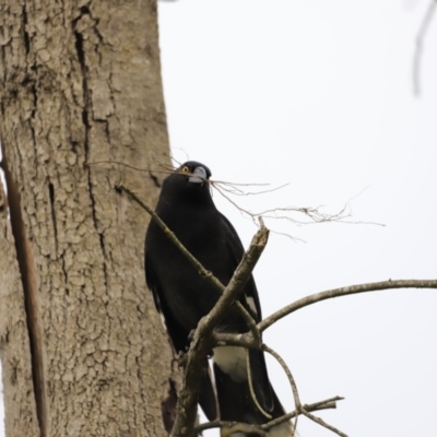 Strepera graculina (Pied Currawong) at Denman Prospect, ACT - 23 Sep 2023 by JimL