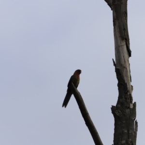 Platycercus elegans at Denman Prospect, ACT - 24 Sep 2023 07:45 AM