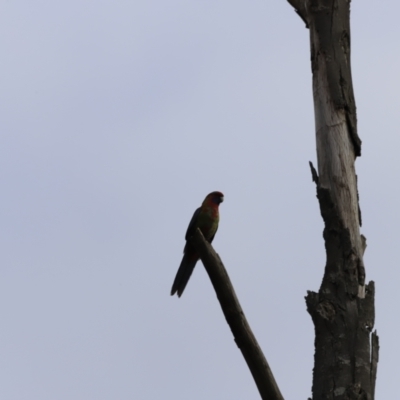 Platycercus elegans (Crimson Rosella) at Molonglo River Reserve - 23 Sep 2023 by JimL