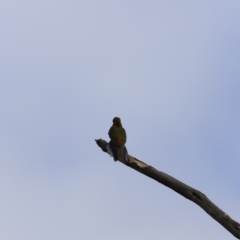 Platycercus elegans at Denman Prospect, ACT - 24 Sep 2023 07:45 AM